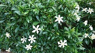 梅雨の花.jpg