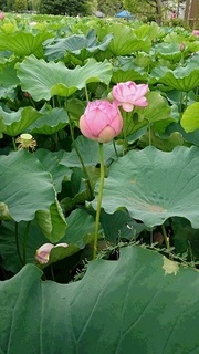 蓮の花1.jpg